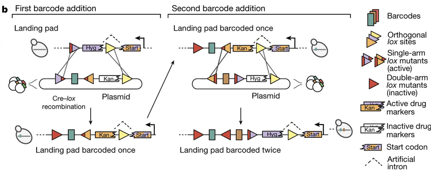 Figure 1(b) of Nguyen Ba, A.N. et al, 2019